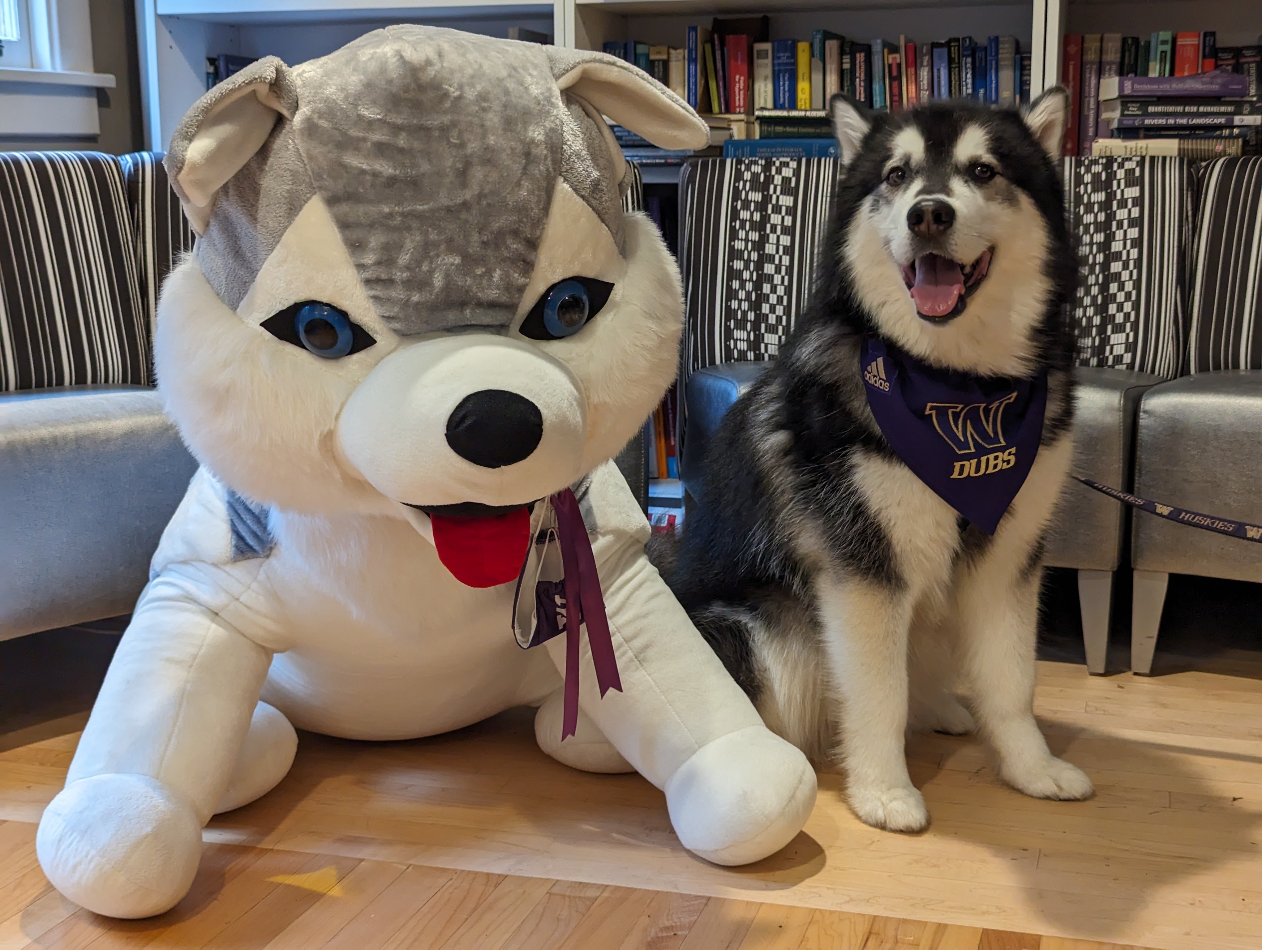 Uw husky 2024 stuffed animal